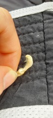Balanomorpha