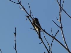 Empidonax