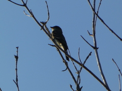 Empidonax