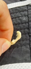 Balanomorpha
