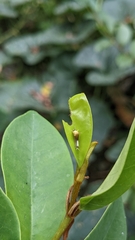 Graphium agamemnon agamemnon