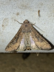 Condica sutor