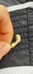 Balanomorpha