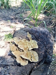 Coniophora puteana