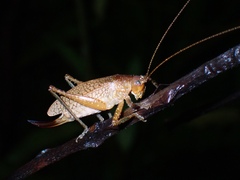 Thamnobates subfalcata