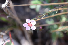Euryomyrtus ramosissima ramosissima