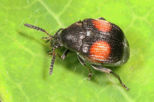 Short-spotted Sennius