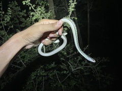 Thamnophis proximus