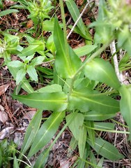 Stokesia laevis
