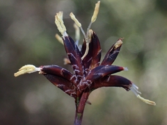 Schoenus ericetorum
