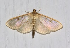 Herpetogramma