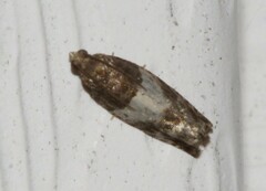 Notocelia rosaecolana