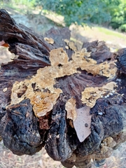 Coniophora puteana