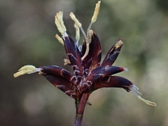 Schoenus ericetorum