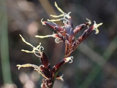 Schoenus ericetorum