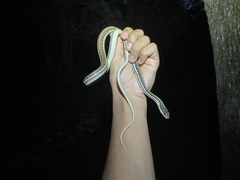 Thamnophis proximus