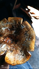 Hypomyces lactifluorum