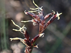 Schoenus ericetorum