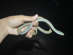 Thamnophis proximus