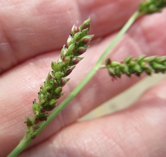 Echinochloa colona