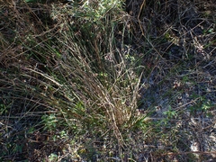 Schoenus ericetorum