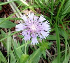 Stokesia laevis