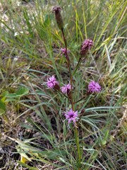 Liatris cylindracea
