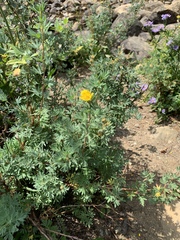 Dasiphora fruticosa