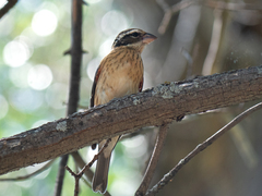 Pheucticus ludovicianus