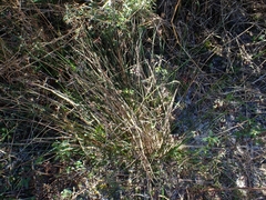 Schoenus ericetorum