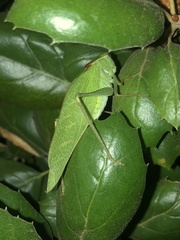 Microcentrum californicum