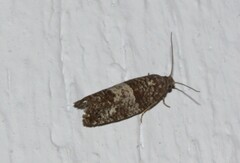 Spilonota ocellana