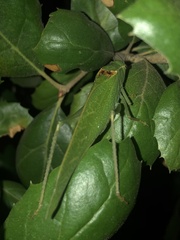 Microcentrum californicum