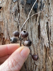 Eucalyptus brevistylis