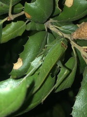 Microcentrum californicum