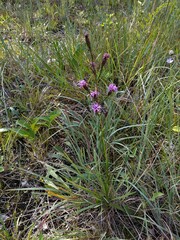 Liatris cylindracea