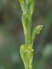 Microtis parviflora