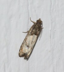 Eucosma parmatana