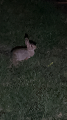 Leporidae