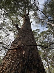 Eucalyptus brevistylis