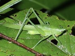 Neoconocephalus