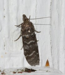 Ortholepis pasadamia
