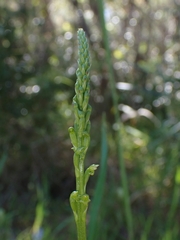 Microtis parviflora