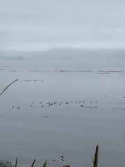 Larus californicus