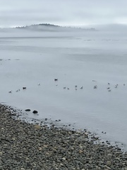 Larus californicus