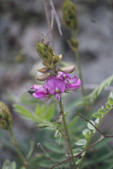 Faboideae
