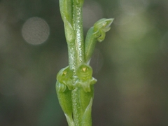 Microtis parviflora