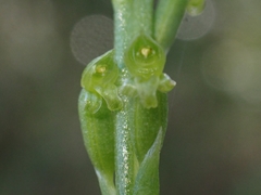 Microtis parviflora