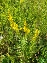 Solidago lepida
