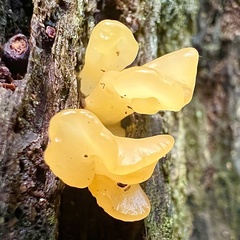 Dacrymycetaceae